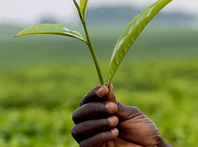 vignette_terra-africa