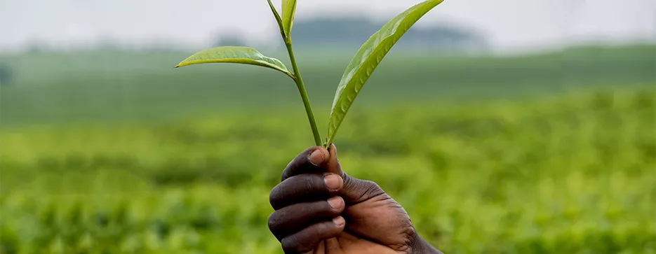 Terra Africa Terra Africa