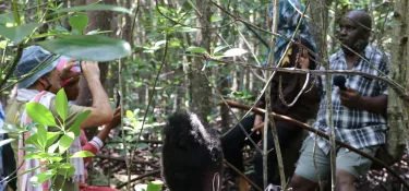 Investigative reports on environmental issues within African media
