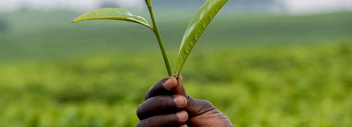 Terra Africa call for applications: training in environmental journalism Terra Africa call for applications: training in environmental journalism